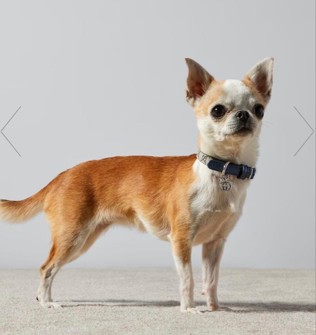 新品GUCCI グッチ エクストラスモール ペット 首輪 XXS ベージュブルー