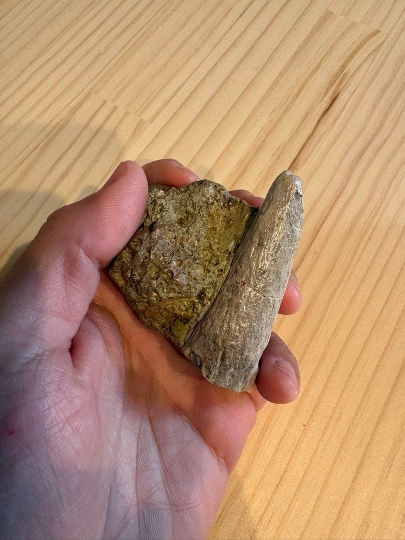 新種のアンキロサウルス　スピコメルスの棘　化石