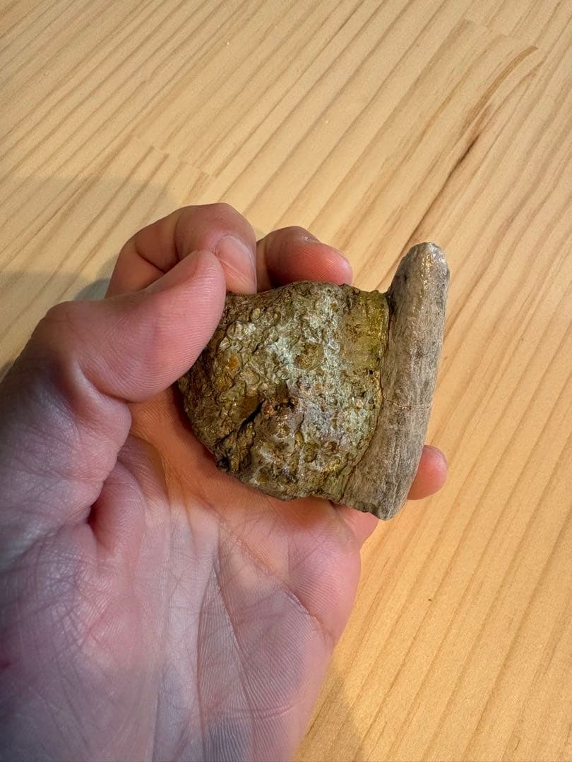 新種のアンキロサウルス　スピコメルスの棘　化石