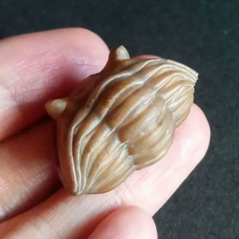 化石　三葉虫　ロシア産　防御姿勢　エンロール　美麗標本　極めて希少