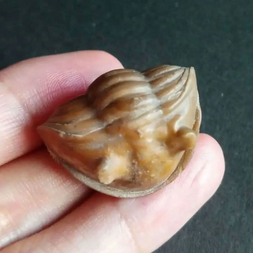 化石　三葉虫　ロシア産　防御姿勢　エンロール　美麗標本　極めて希少