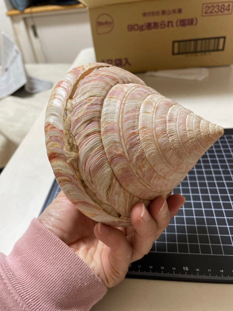 貝殻　標本　オキナエビス　特大