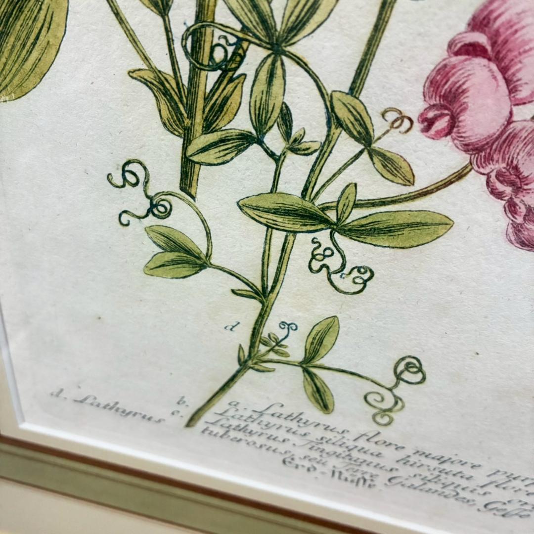 ヨハン・ヴァインマン「スイートピー」銅版画+手彩色 作品保証書有 薬用植物図譜