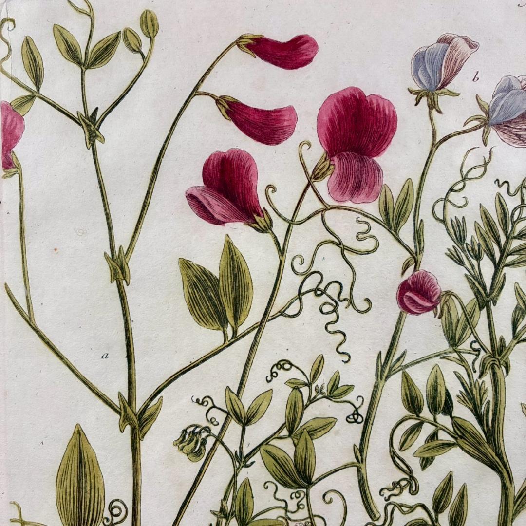 ヨハン・ヴァインマン「スイートピー」銅版画+手彩色 作品保証書有 薬用植物図譜