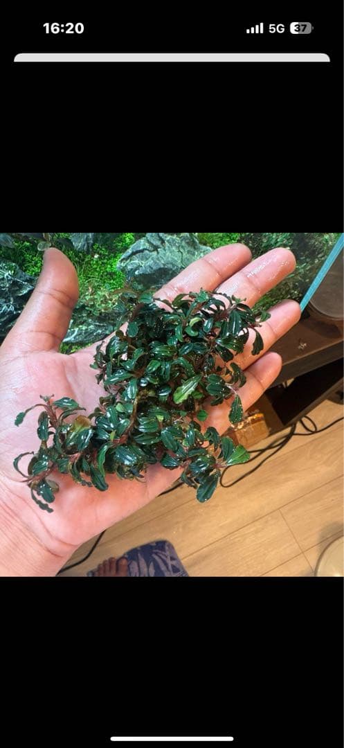 ブセファランドラ ミニファントムセット