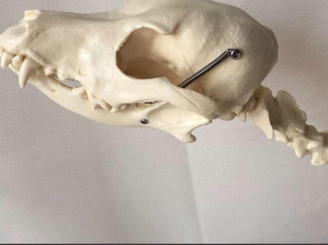 犬の骨格模型 解剖学標本 学習用犬骨格 獣医師やペットケアに最適