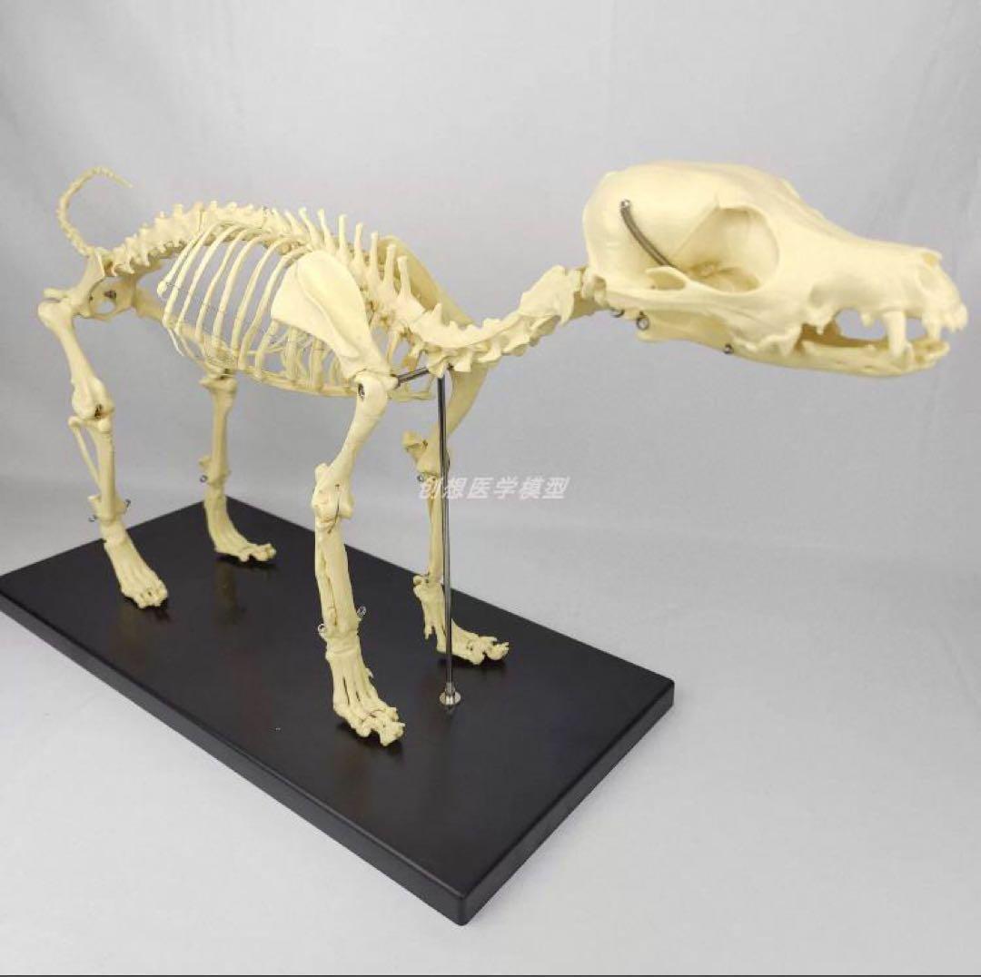 犬の骨格模型 解剖学標本 学習用犬骨格 獣医師やペットケアに最適