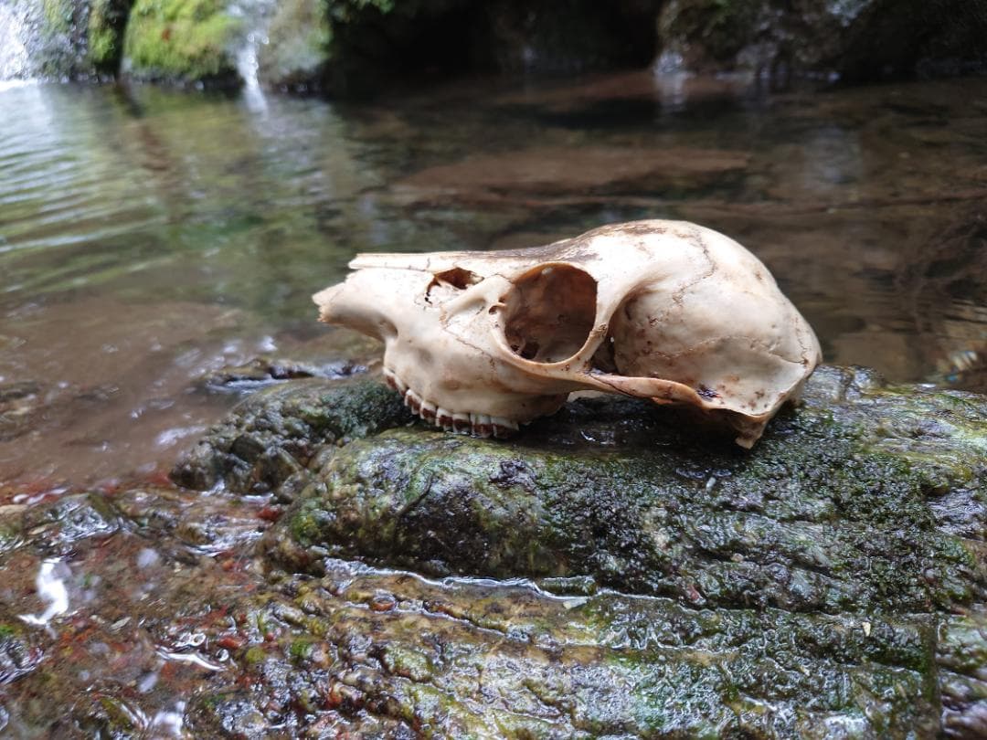 シカの頭蓋骨（小ぶり）