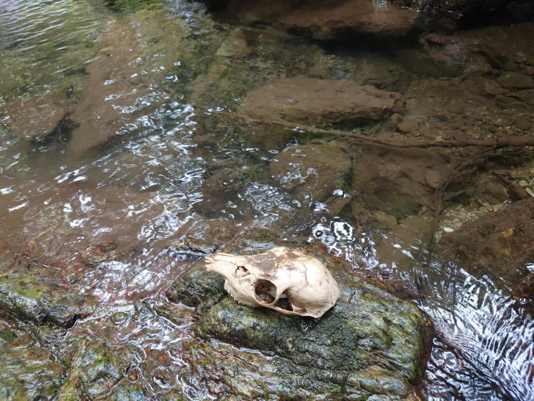 シカの頭蓋骨（小ぶり）