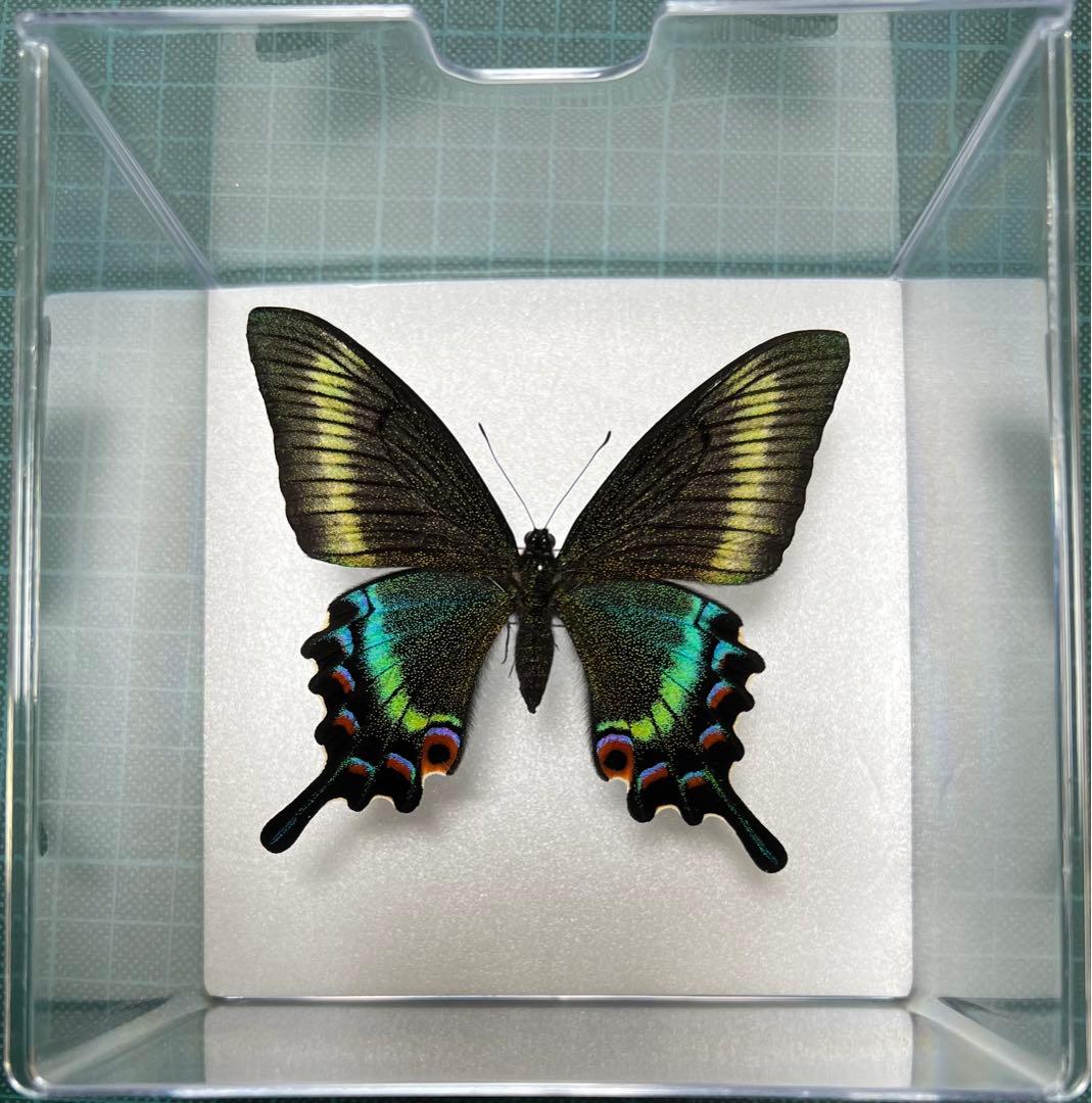 美しい蝶の標本 透明ケース入り