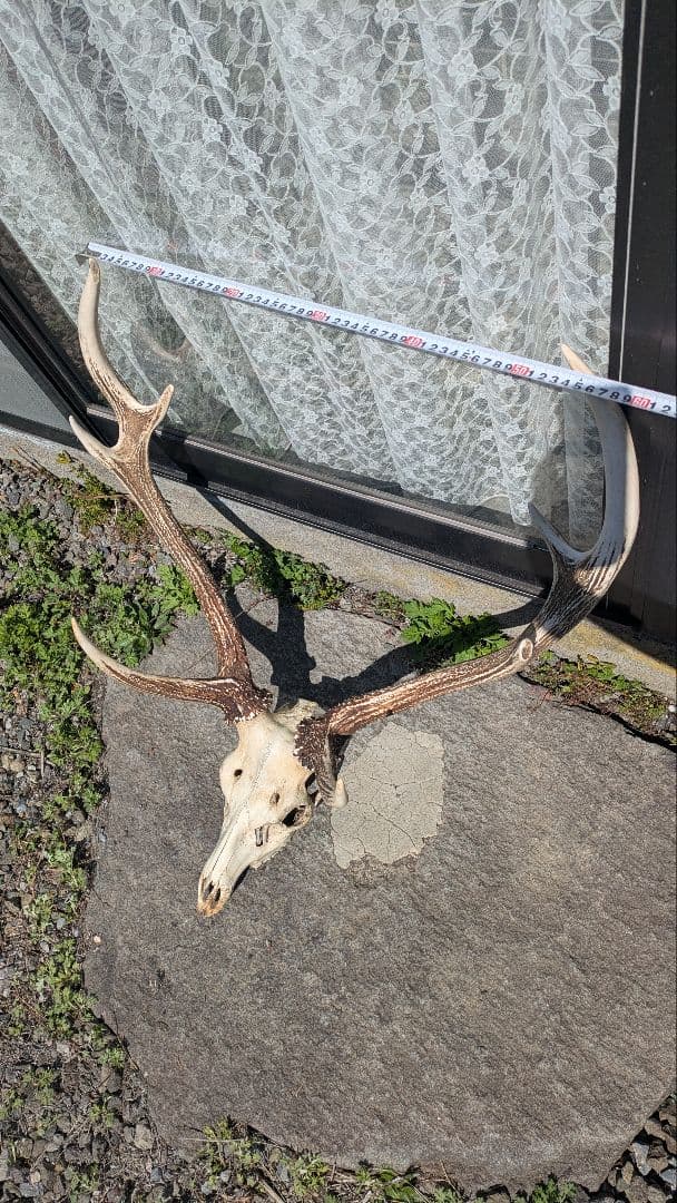 エゾシカ トロフィー