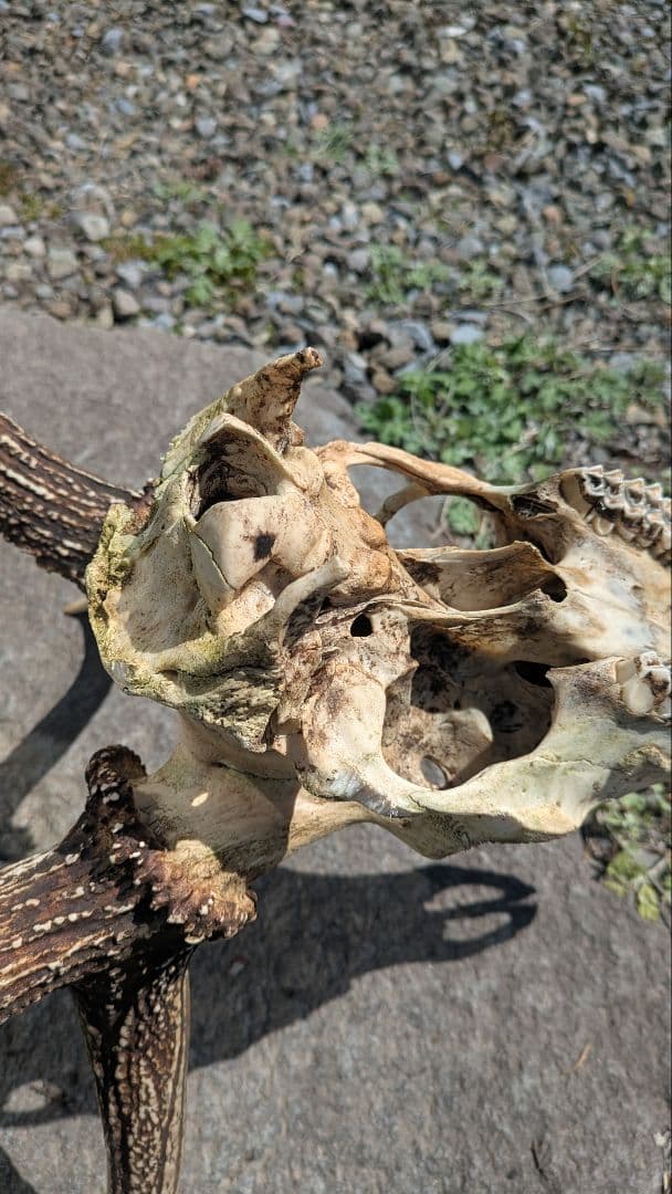 エゾシカ トロフィー