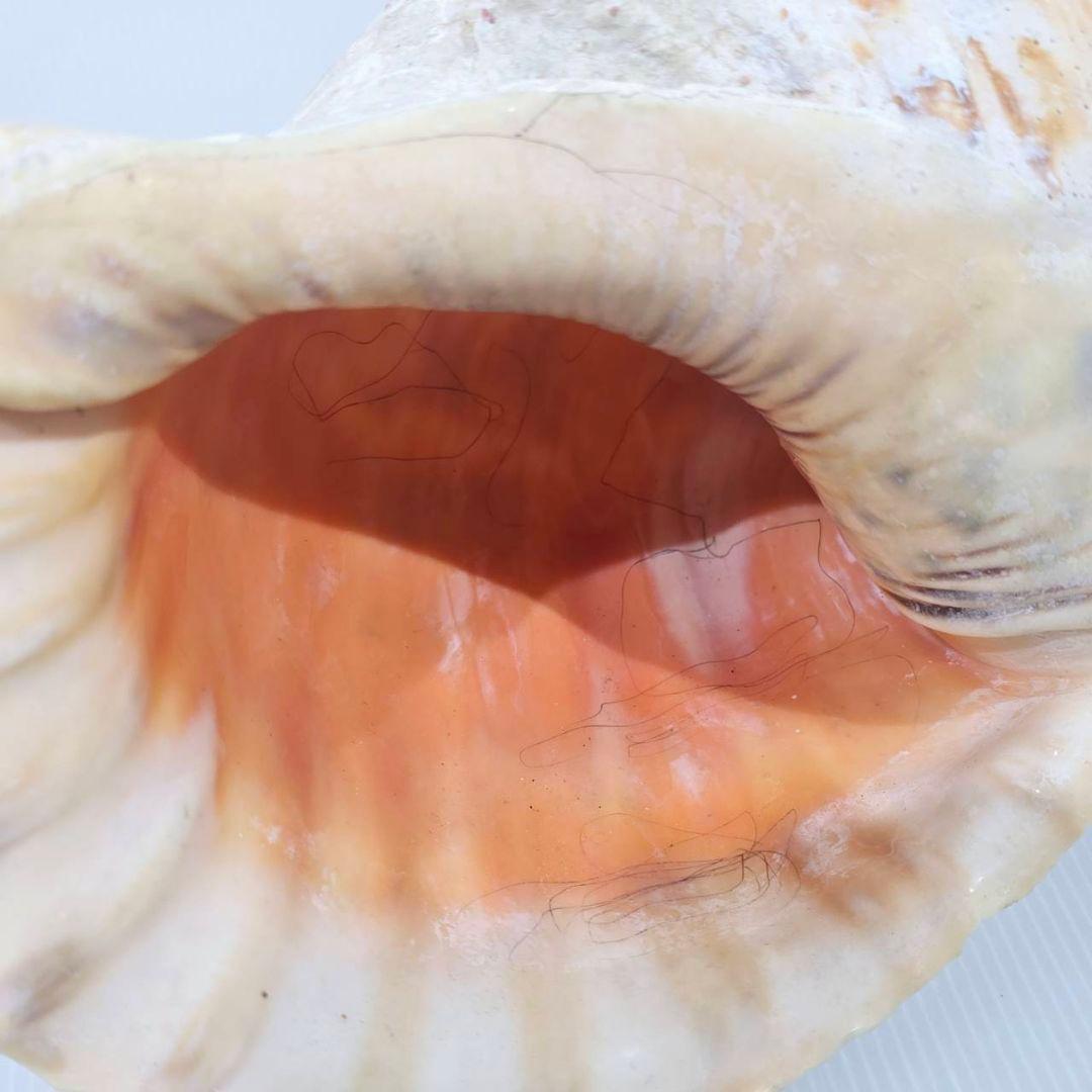 法螺貝 魔除け ほら貝 ホラ貝 36cm 巨大 オブジェ