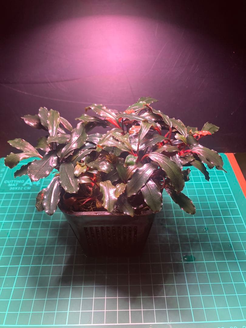 s.k.cさん専用　ブラウニーゴースト2ポット