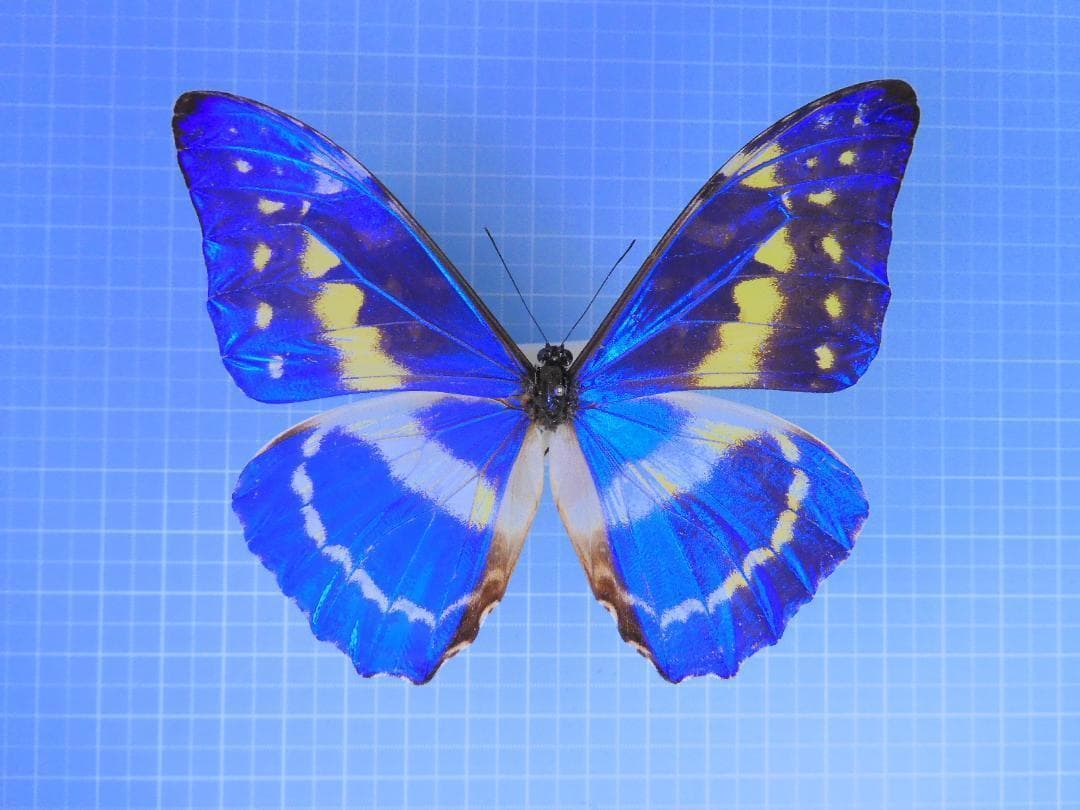 コロンビア産　キプリスモルフォ 99mm