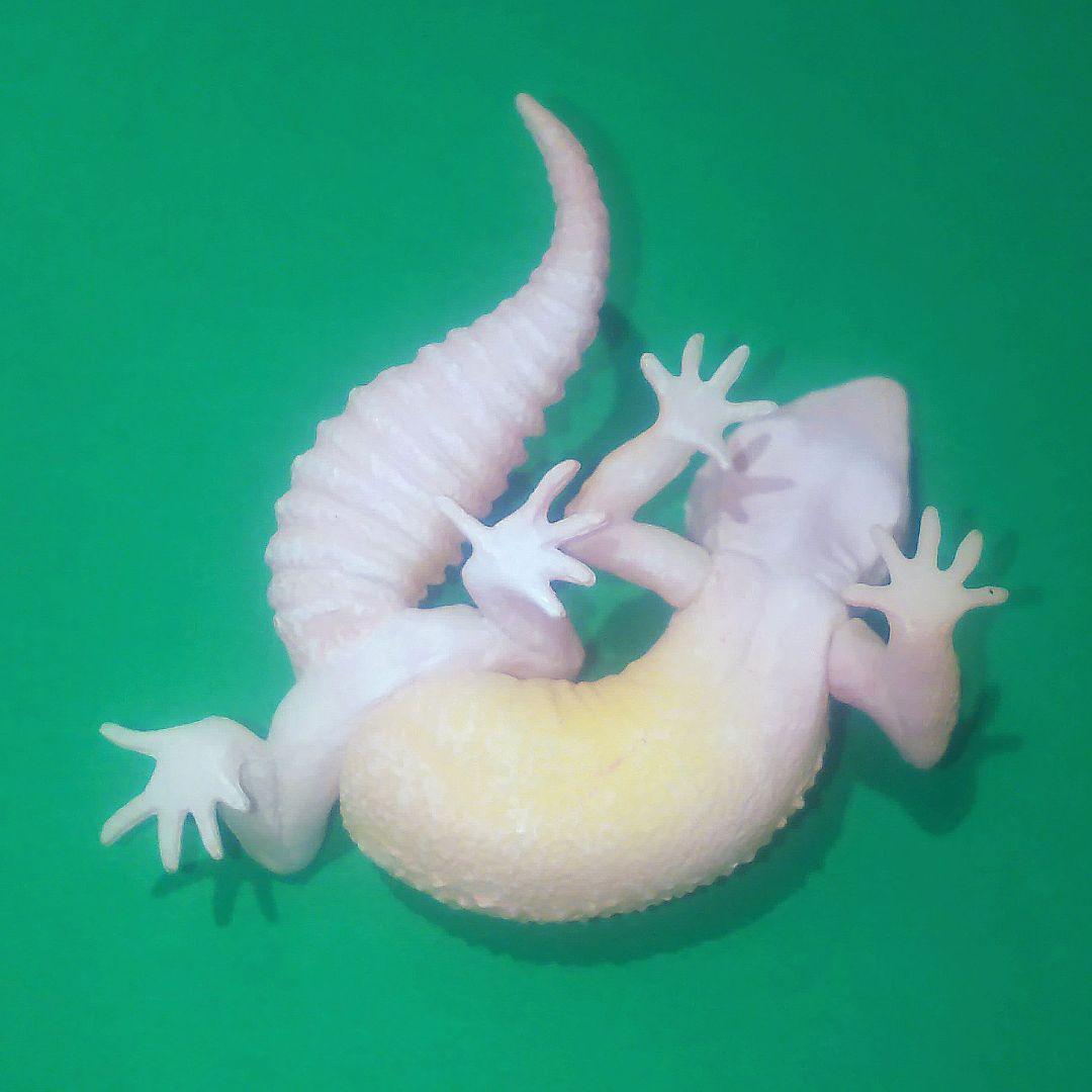 ヒョウモントカゲモドキ（ブリザード） ヤモリ大全