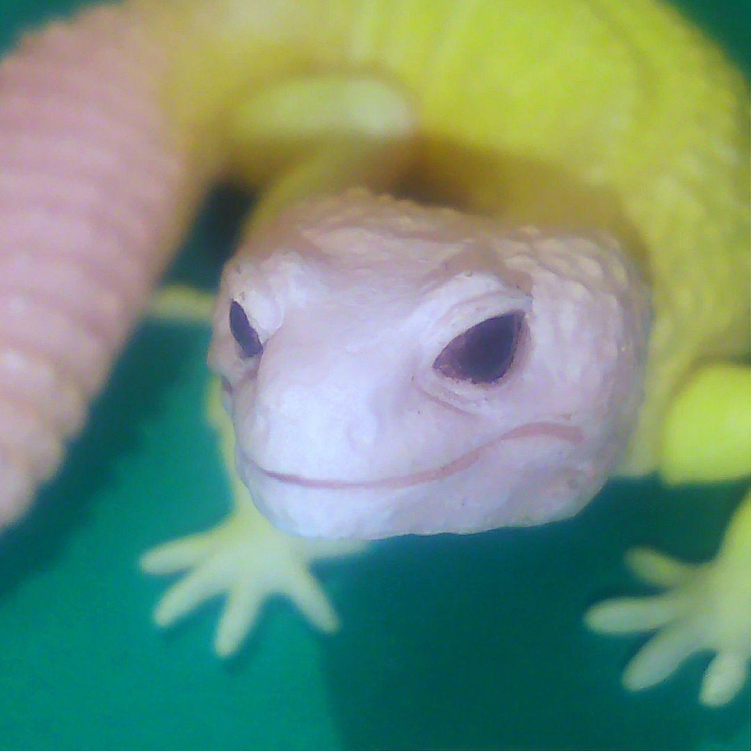 ヒョウモントカゲモドキ（ブリザード） ヤモリ大全