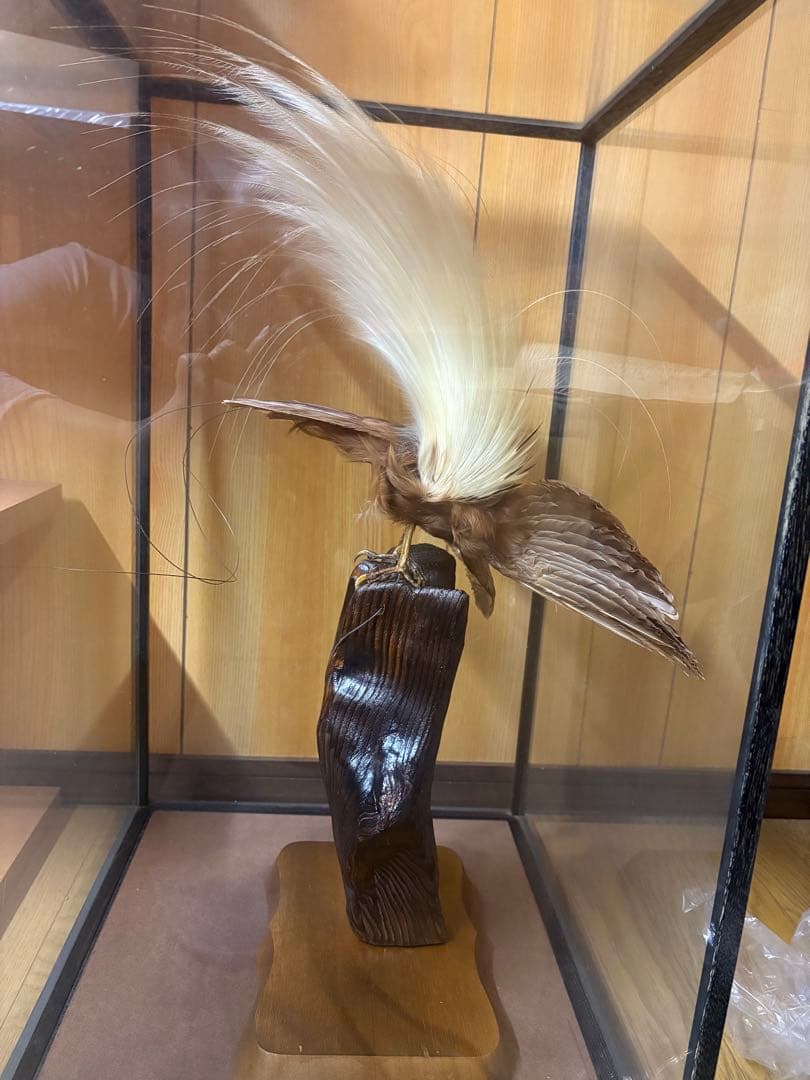 極楽鳥の剥製 置物 ガラスケース入り