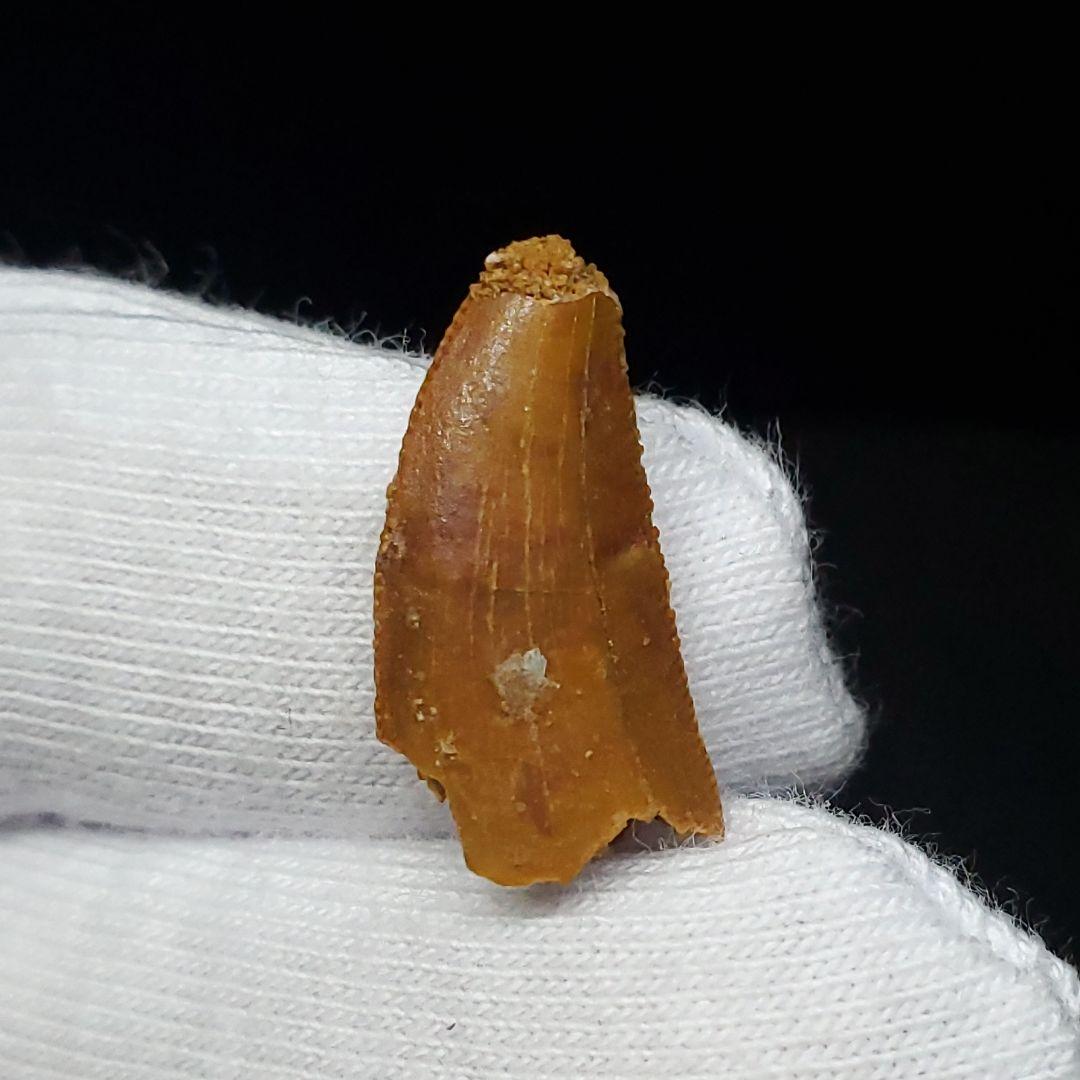 美品 ラプトル 化石 歯 恐竜 本物 モロッコ産 17.45mm fra5