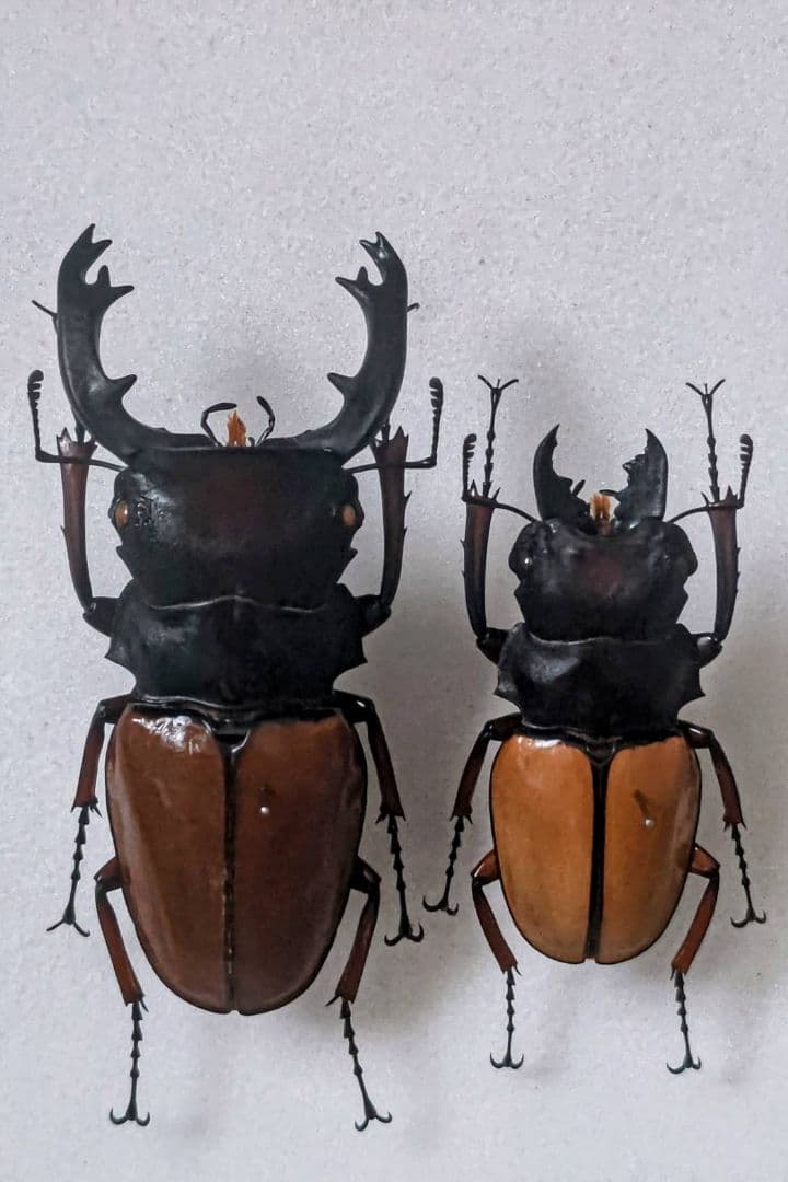 bukis9889 モラリスツヤクワガタ 標本