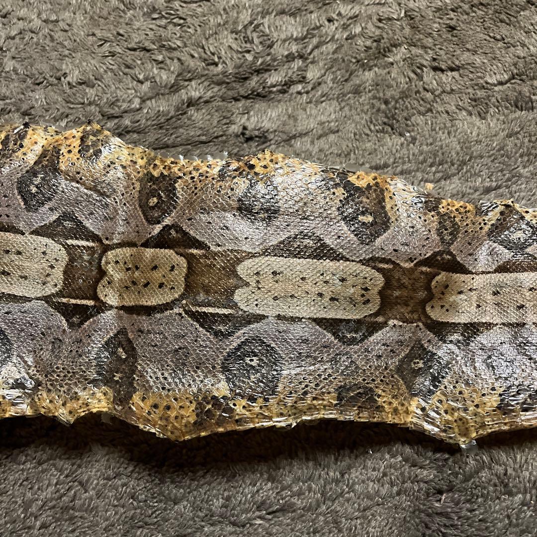 超巨大ヘビの皮 アートコレクション　全長180cm 10％値下げしました