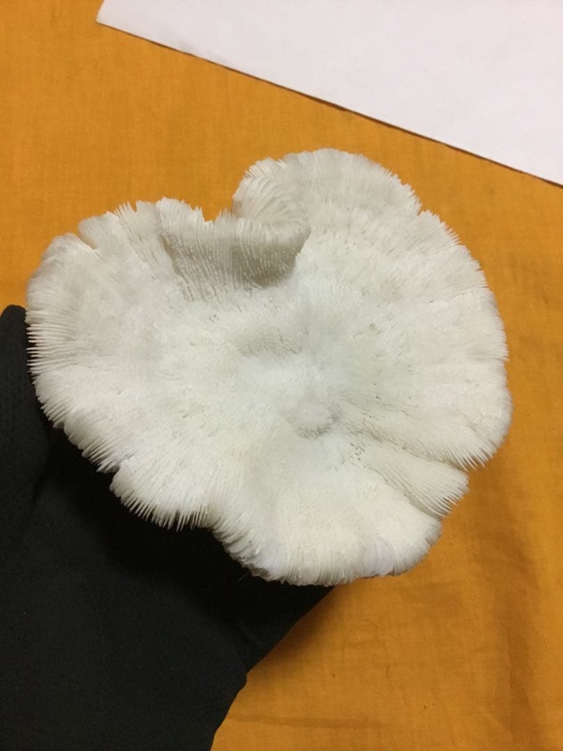 珊瑚の化石でしょうが、❤️なんです。