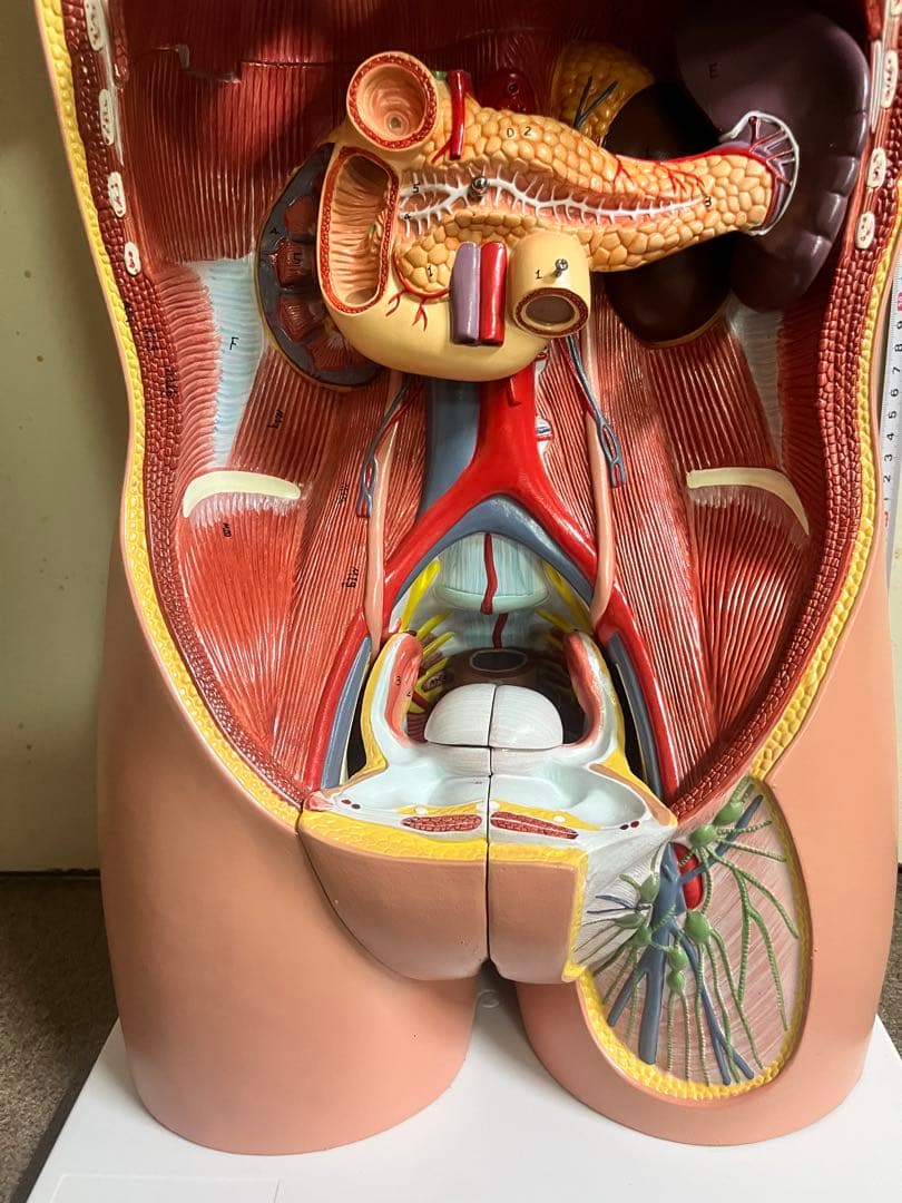 人体模型 トルソー模型 全身解剖モデル 内臓取り外し式 医療 教育用 等身大