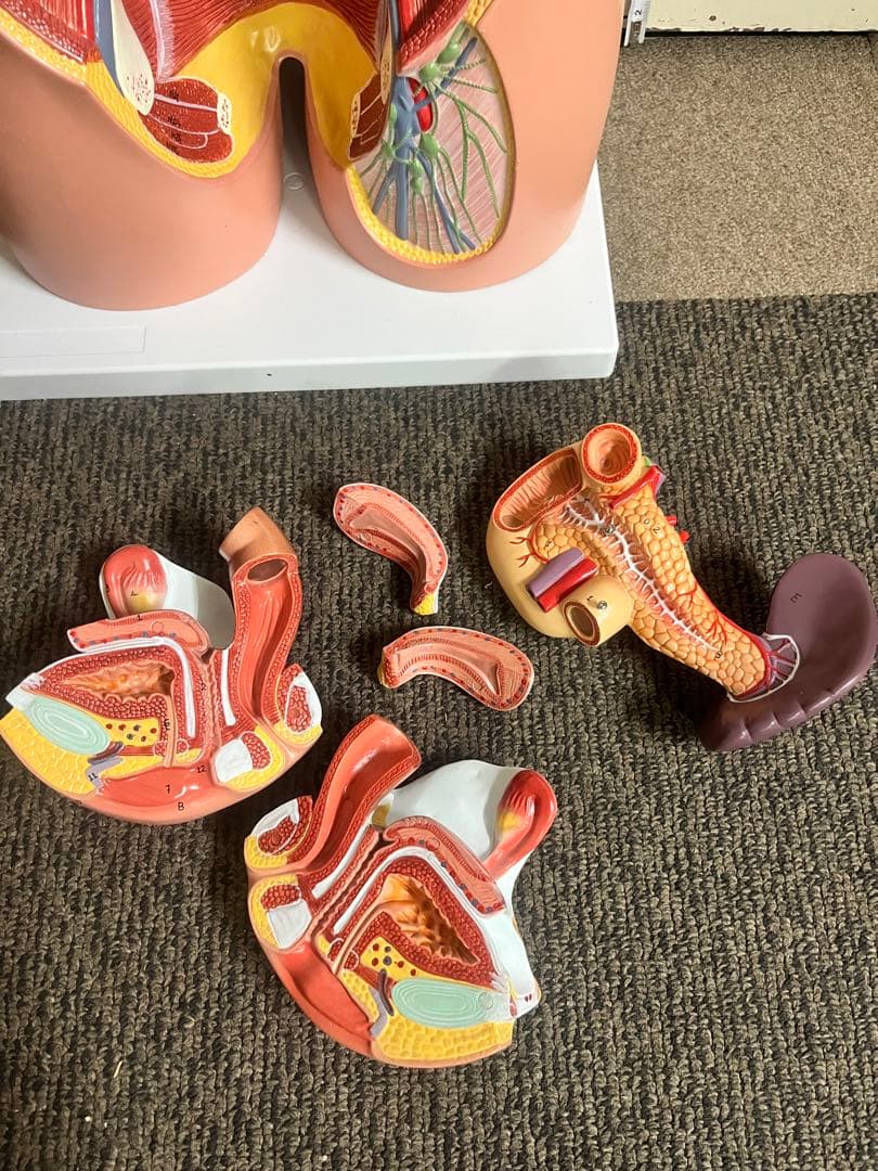 人体模型 トルソー模型 全身解剖モデル 内臓取り外し式 医療 教育用 等身大