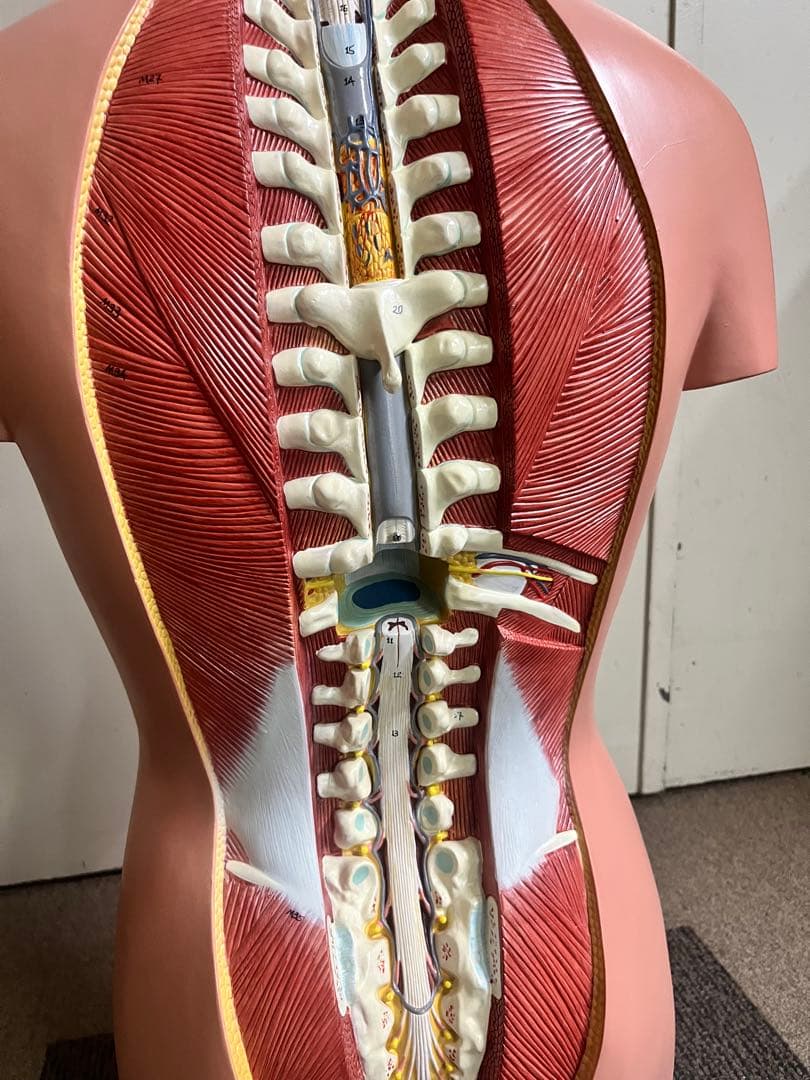 人体模型 トルソー模型 全身解剖モデル 内臓取り外し式 医療 教育用 等身大