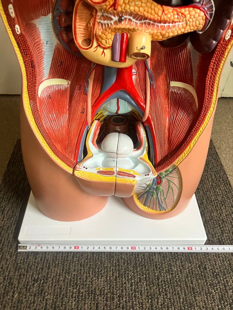 人体模型 トルソー模型 全身解剖モデル 内臓取り外し式 医療 教育用 等身大
