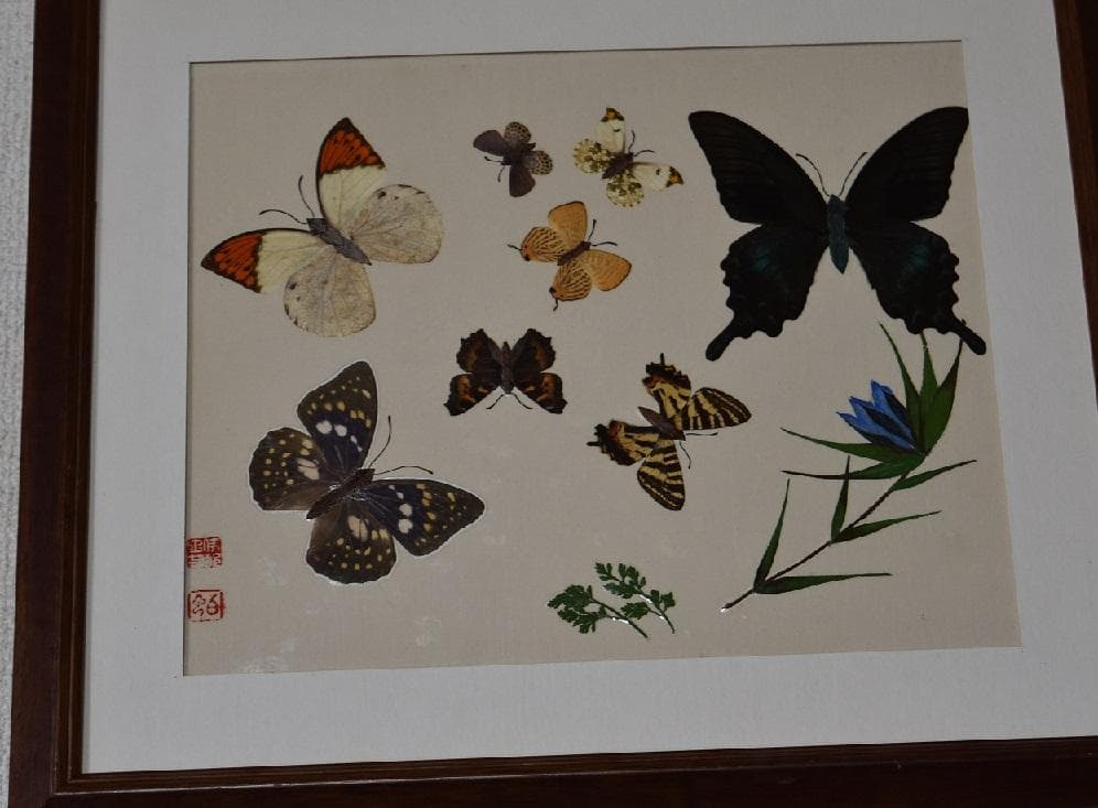 工芸作品・蝶　草花　飼育天然記念物採集地　信州/博物館・教材