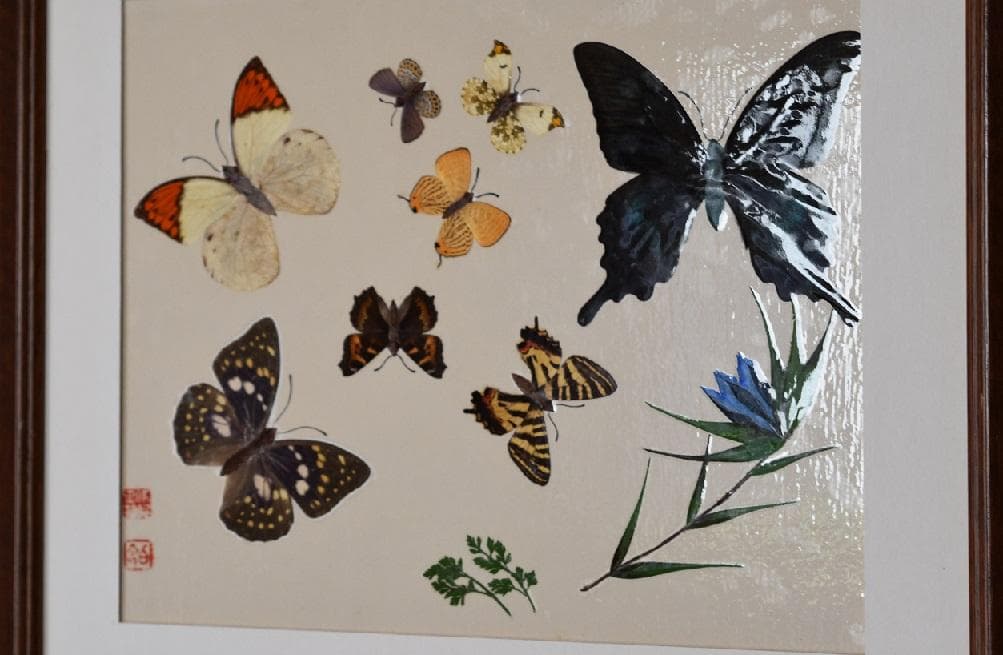 工芸作品・蝶　草花　飼育天然記念物採集地　信州/博物館・教材