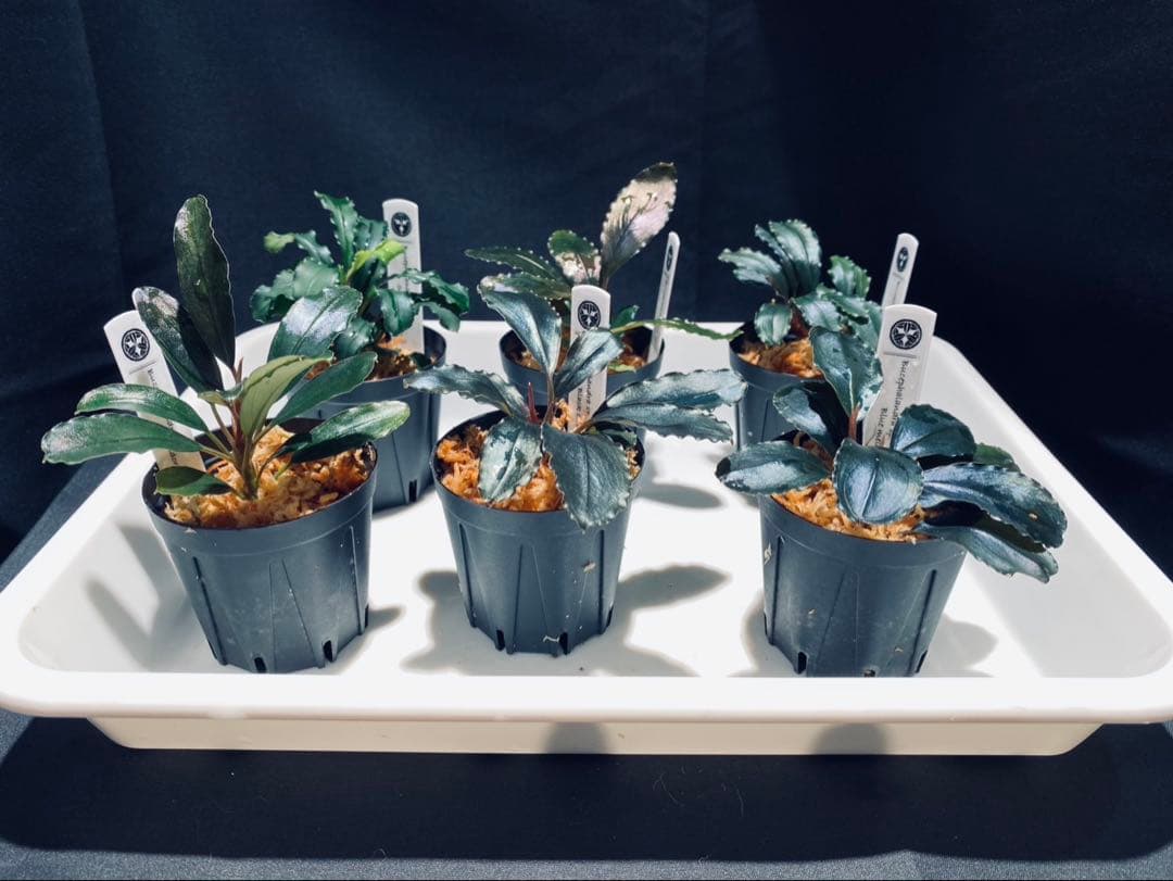 【ハイクラス】ブセファランドラセット