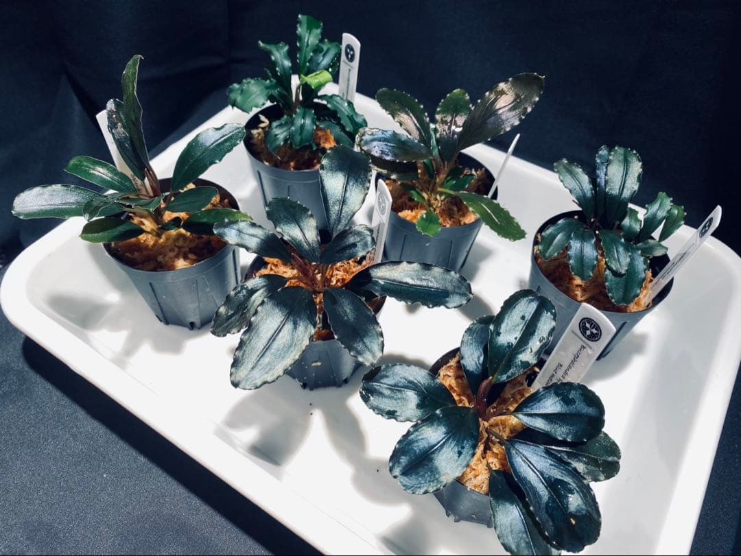 【ハイクラス】ブセファランドラセット