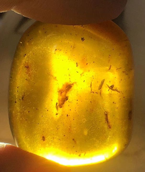 琥珀 虫入り アンバー  こはく 天然 ユニーク 天然石 虫入り プレゼント