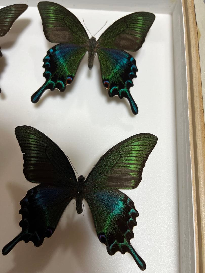 蝶標本 希少ミヤマカラスアゲハ標本ガラス木箱現状品のみ41x50x6cm