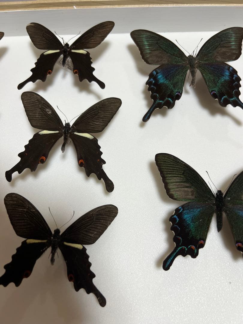 蝶標本 希少ミヤマカラスアゲハ標本ガラス木箱現状品のみ41x50x6cm