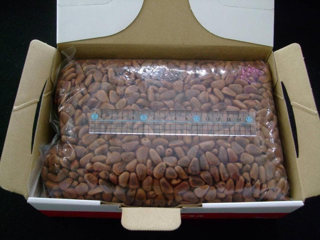 【オウム・インコのおやつ】 北海道産 天然 松の実 1.5kg 木の実