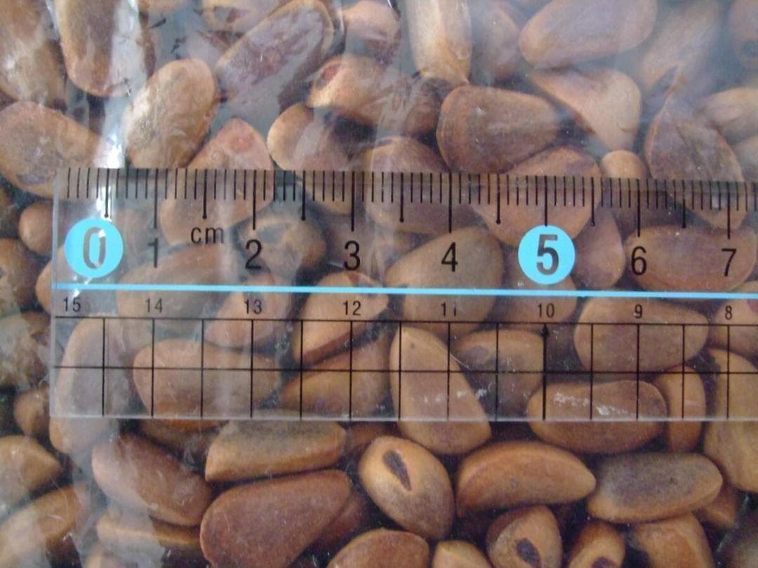 【オウム・インコのおやつ】 北海道産 天然 松の実 1.5kg 木の実