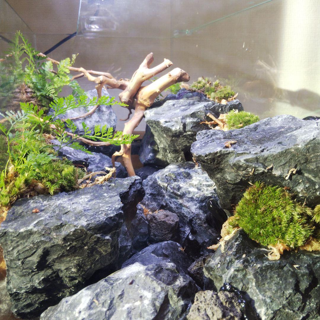 【受注生産】横から見るアクアテラリウム