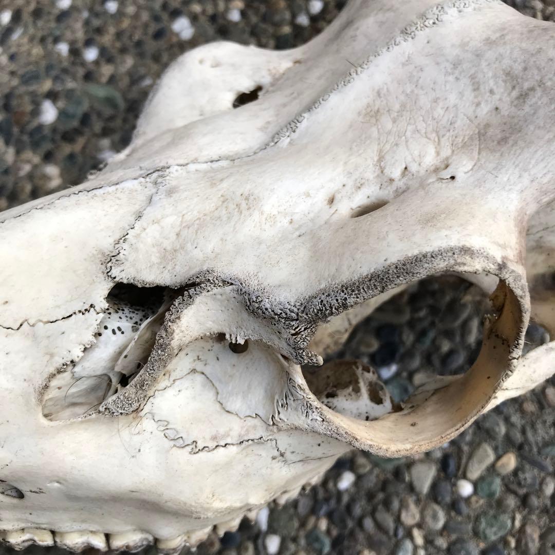 鹿の角　頭部　骨格