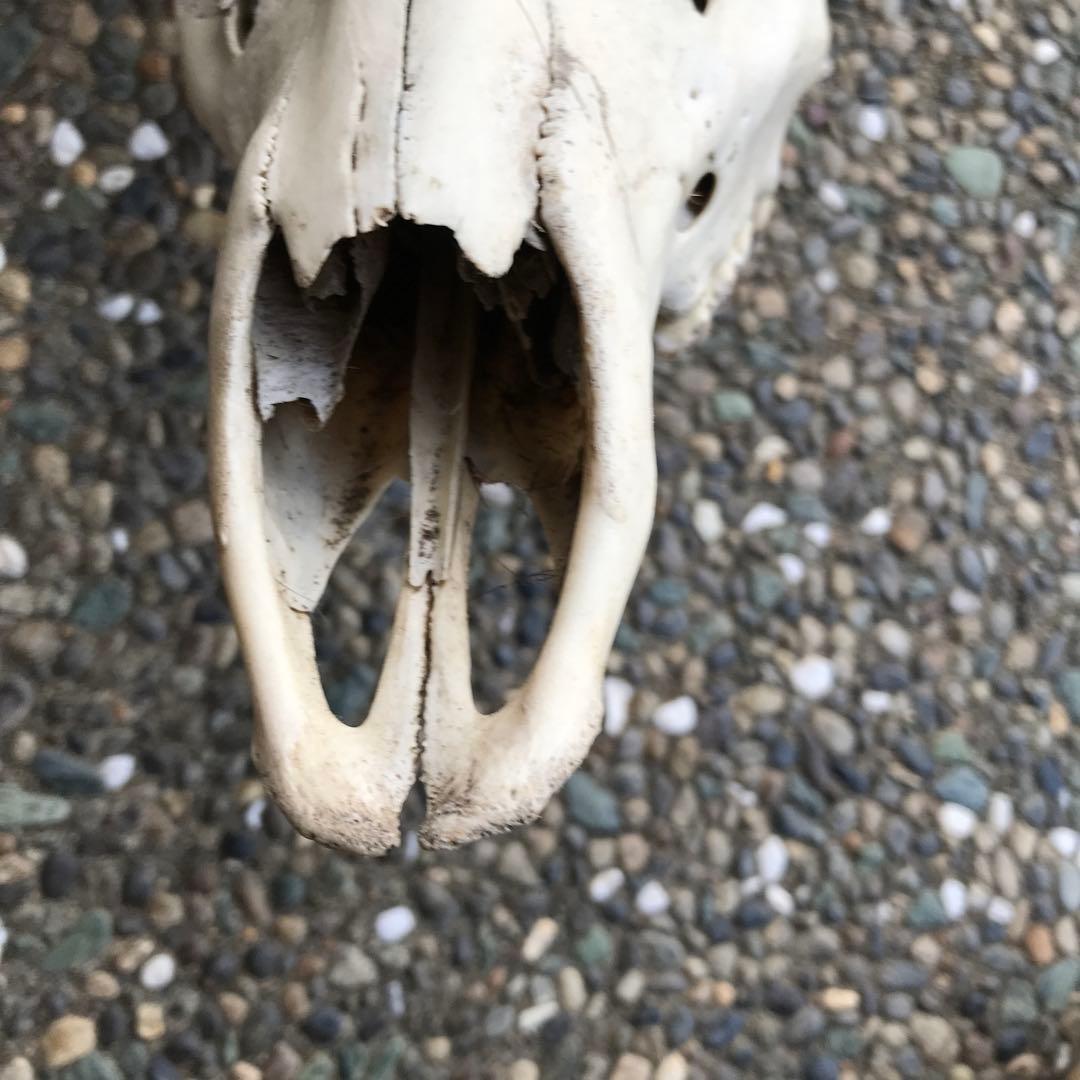 鹿の角　頭部　骨格