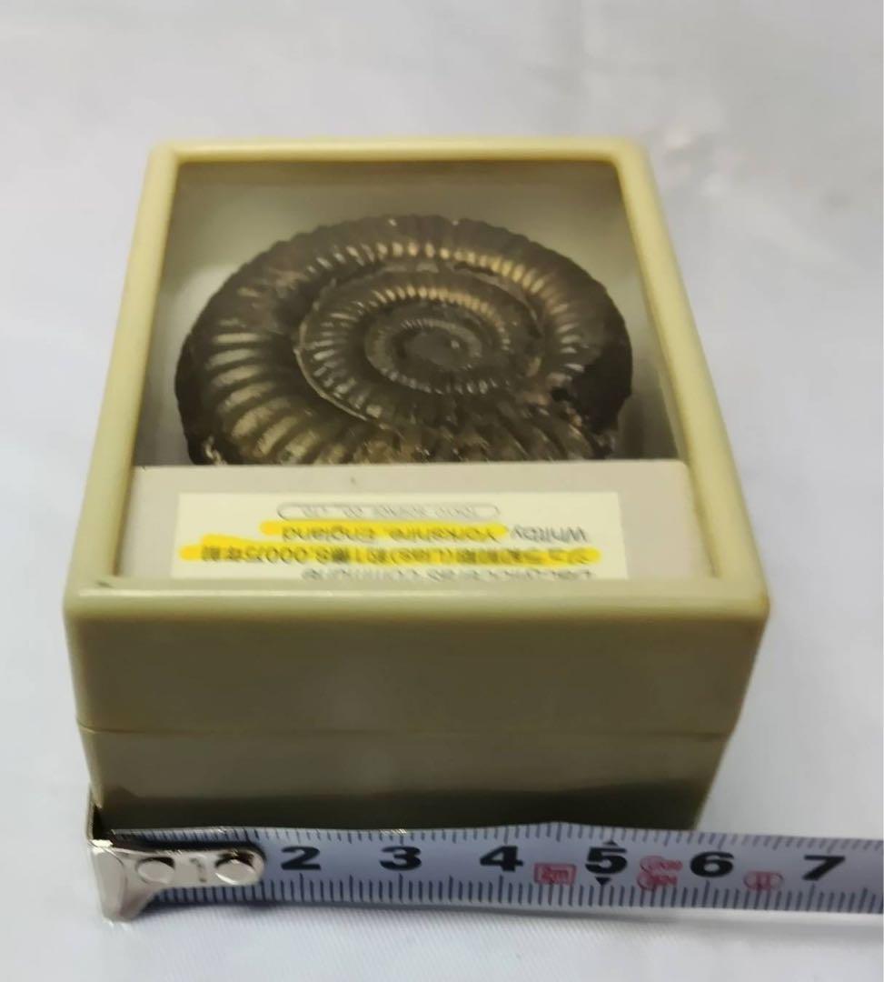 アンモナイト　化石　ジュラ紀前期　ケース入り　インテリア 置物　アンティーク
