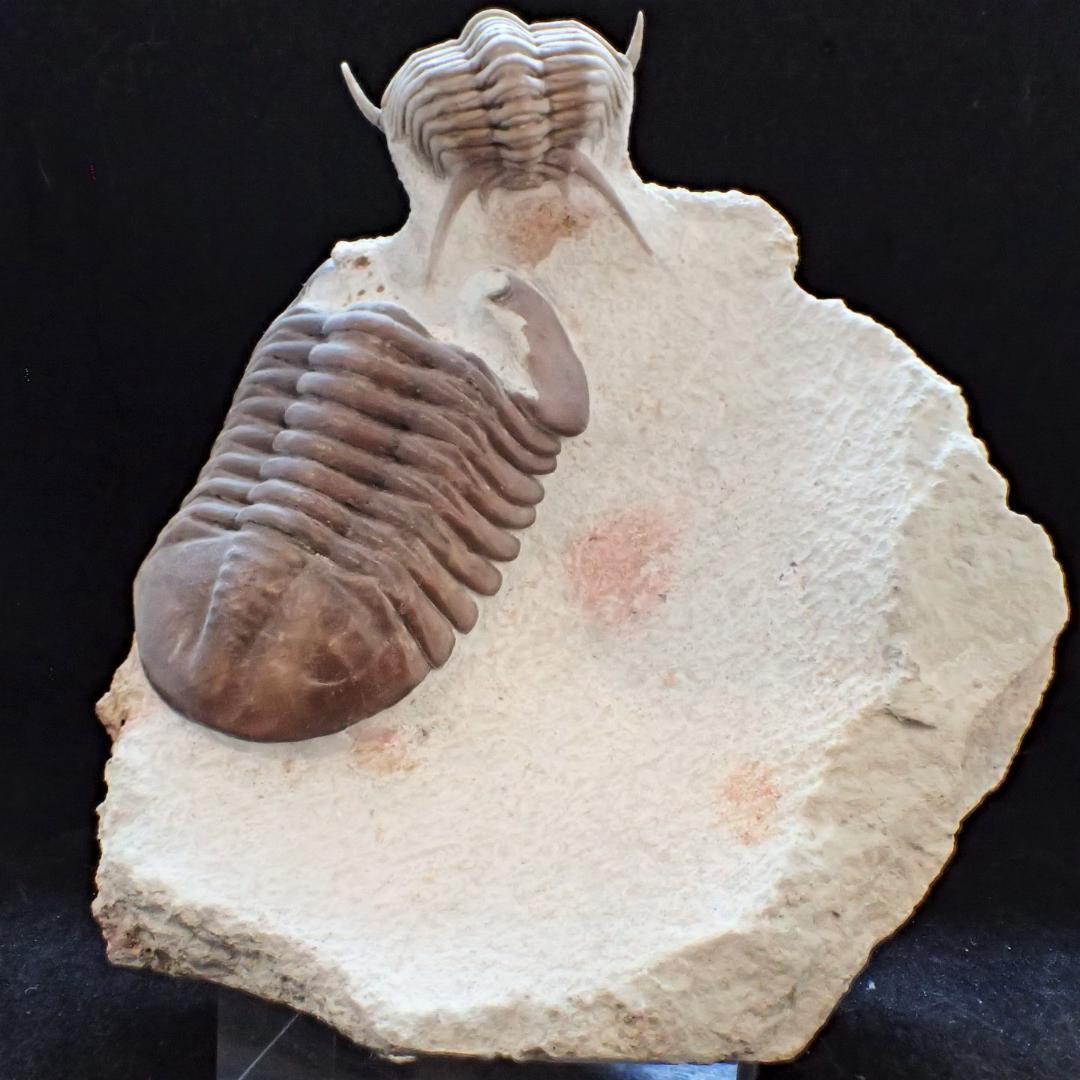 三葉虫の化石 美麗 キルトメトプス 本物保証