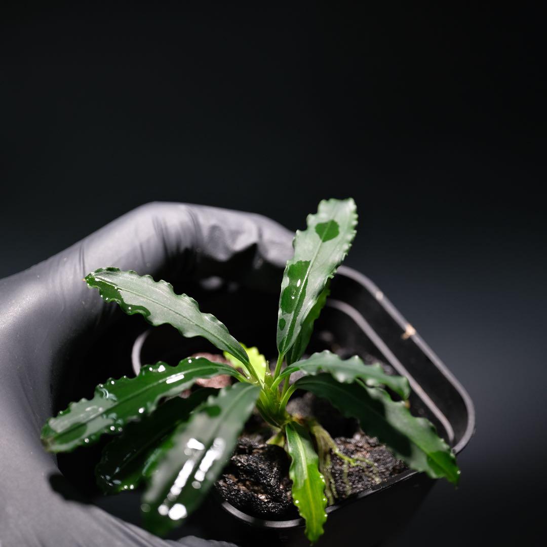 碧葉さんBUCEPHALANDRA