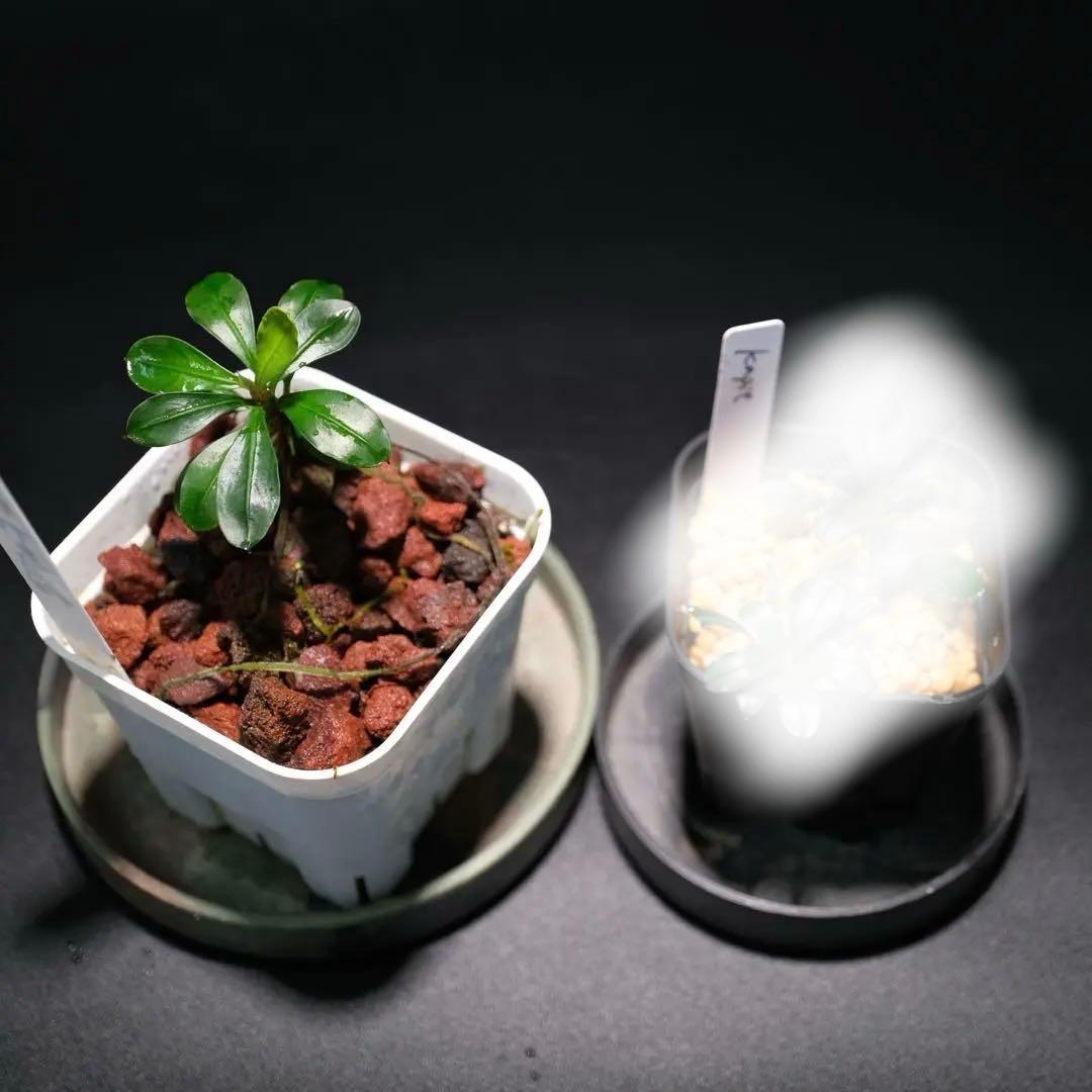 碧葉さんBUCEPHALANDRA