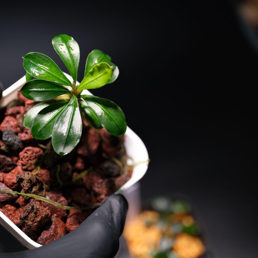 碧葉さんBUCEPHALANDRA