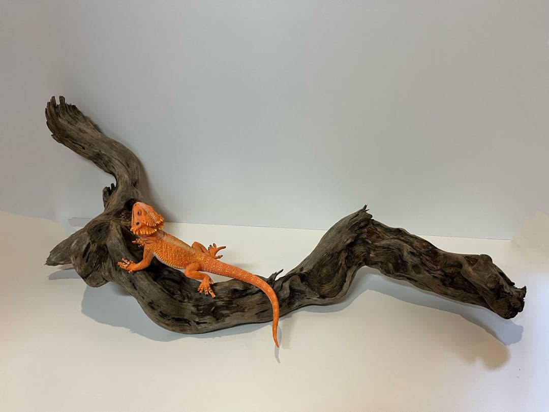 大型　流木【2129】