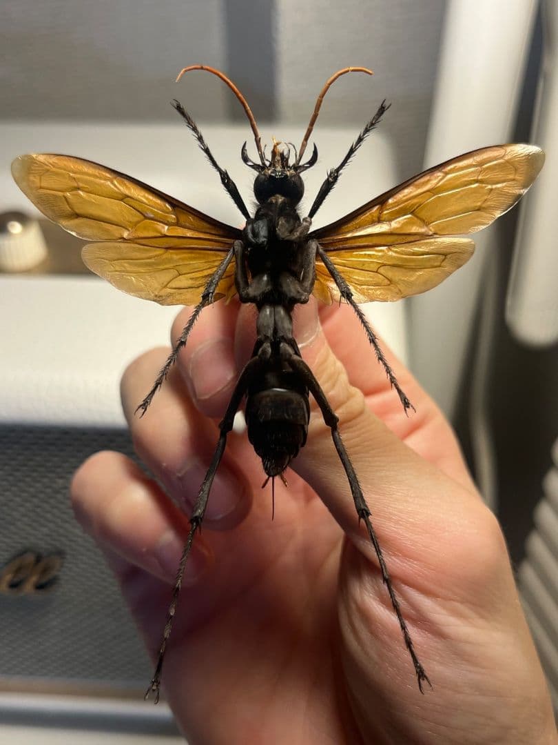 【50mm程】タランチュラホーク バードイータームカデサソリ標本ハチ蜂スズメバチ