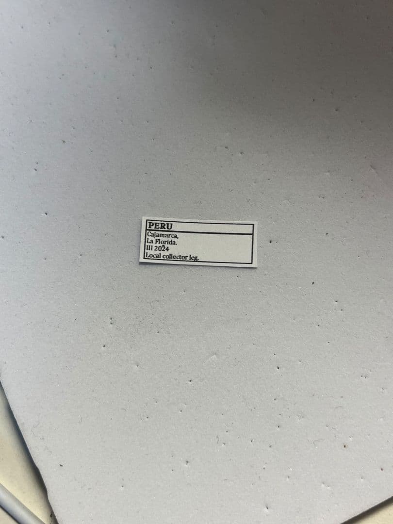 【50mm程】タランチュラホーク バードイータームカデサソリ標本ハチ蜂スズメバチ